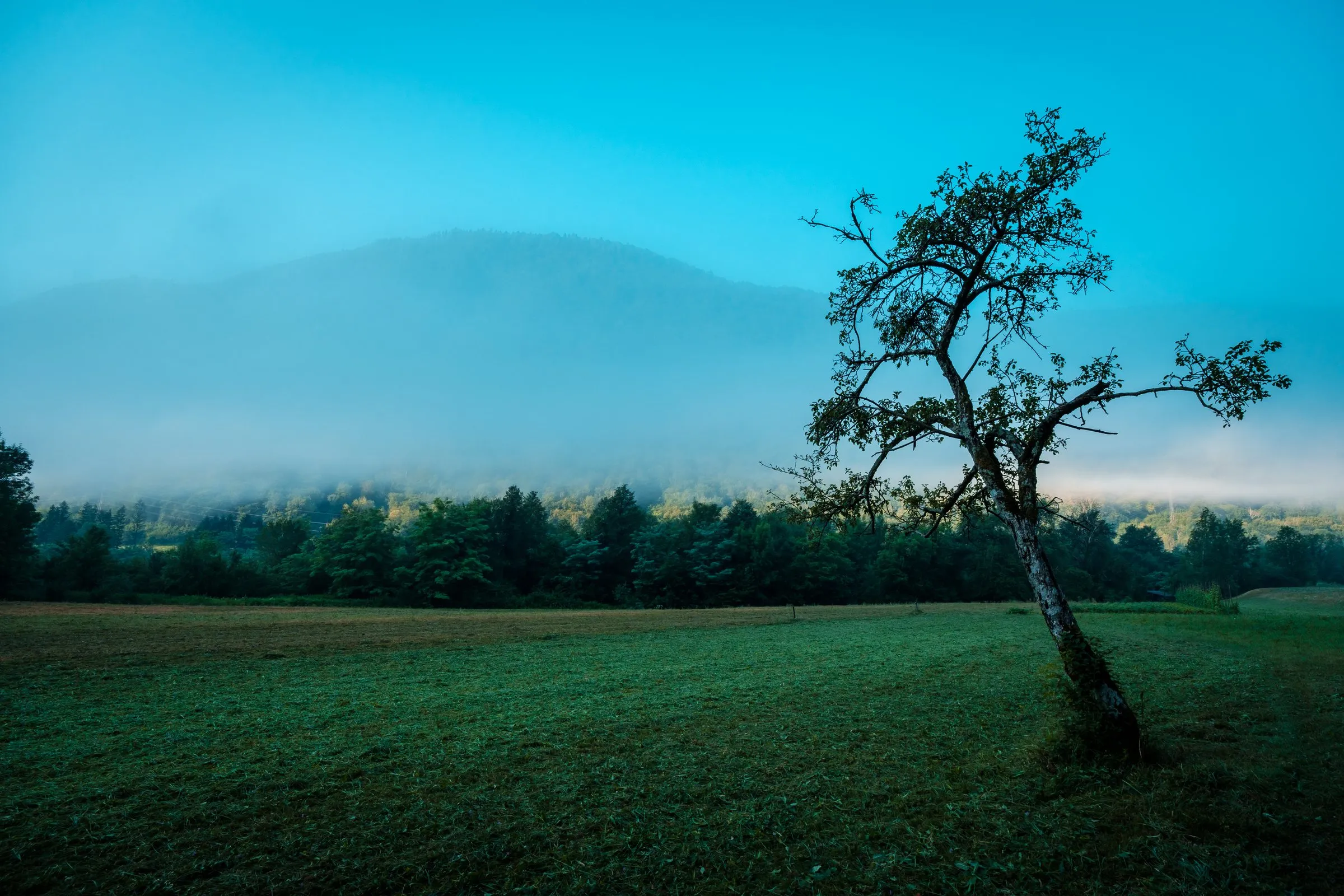 Einzelner Baum auf einer Wiese im Morgennebel vor bewaldeten Bergen